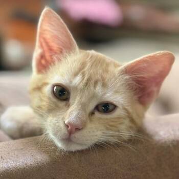 Ginger Spice -  Domestic Short Hair Cat for Adoption in Laramie, Wyoming - Ginger Spice | PetCurious
