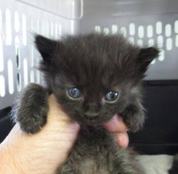 Rescue Domestic Medium Hair and Domestic Short Hair Cats for Adoption in West Memphis, Arkansas - Bosie | PetCurious