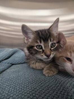 Domestic Short Hair Cats Available for Adoption in Westland, Michigan - Spud | PetCurious