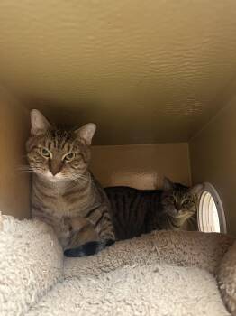 Rescue Domestic Short Hair Cats for Adoption in Poinciana, Florida - Estephania | PetCurious