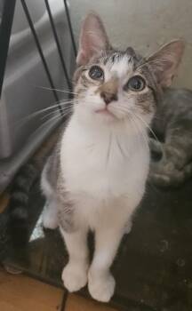 Rescue Domestic Short Hair Cats for Adoption in Youngtown, Arizona - Lentil | PetCurious