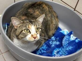 Millie -  Domestic Short Hair Cat for Adoption in Minneapolis, Minnesota - Millie | PetCurious