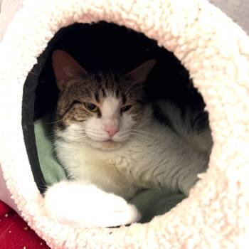 Rescue Domestic Short Hair Cats for Adoption in Wheeling, Illinois - Griffin | PetCurious