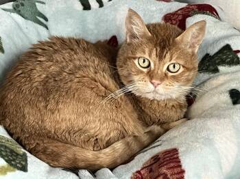 Domestic Short Hair Cats Available for Adoption in Shenandoah, Iowa - Chester | PetCurious