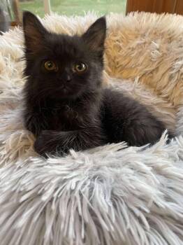 Rescue Domestic Medium Hair Cats for Adoption - Enid | PetCurious