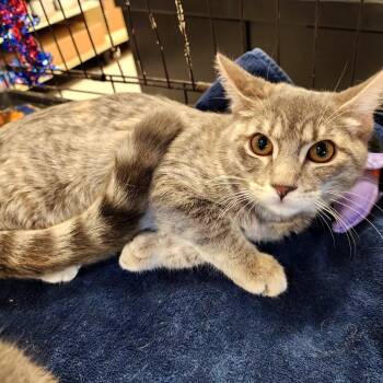 Rescue Domestic Short Hair Cats for Adoption in Grantsville, Utah - S'MORE | PetCurious