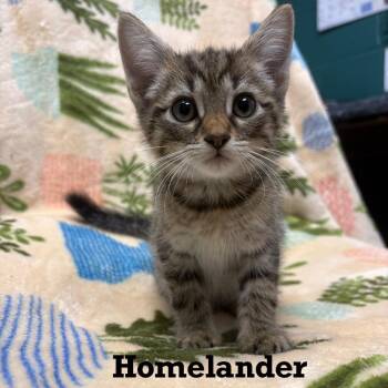 Homelander -  Domestic Short Hair Cat for Adoption in Parkersburg, West Virginia - Homelander | PetCurious