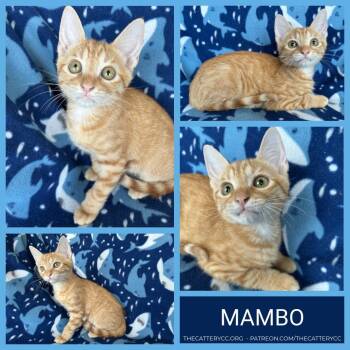 Mambo -  Domestic Short Hair Cat for Adoption in Corpus Christi, Texas - Mambo | PetCurious