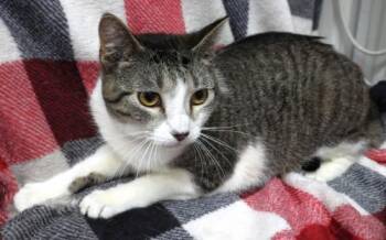 Domestic Short Hair Cats Available for Adoption in Thief River Falls, Minnesota - Ellery | PetCurious