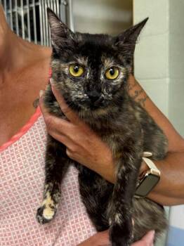 Kandi -  Domestic Short Hair Cat for Adoption in Staley, North Carolina - Kandi | PetCurious