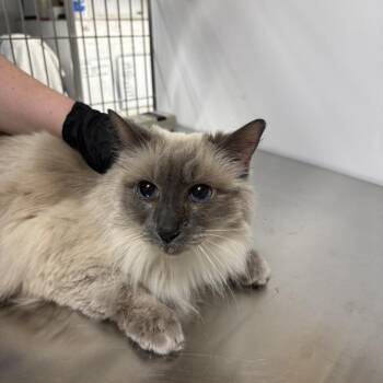 Domestic Long Hair Cats Available for Adoption in New York, New York - Roo | PetCurious