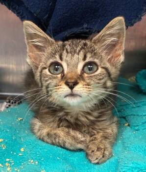 Quark -  Domestic Short Hair Cat for Adoption in Cincinnati, Ohio - Quark | PetCurious