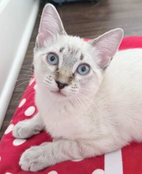 Creamsicle (bonded to Dorito) -  Siamese Cat for Adoption in Fort Worth, Texas - Creamsicle (bonded To Dorito) | PetCurious