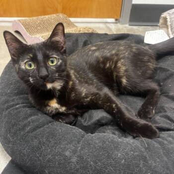 Torie -  Domestic Short Hair Cat for Adoption in Laredo, Texas - Torie | PetCurious
