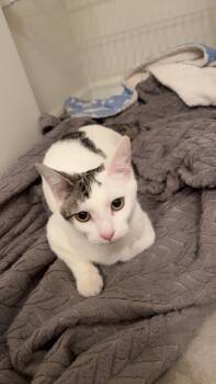 Rescue Domestic Short Hair Cats for Adoption in Lemont, Illinois - Minnie | PetCurious