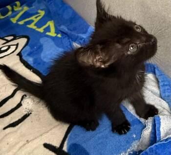 hl Fable -  Domestic Short Hair Cat for Adoption in Greencastle, Indiana - Hl Fable | PetCurious