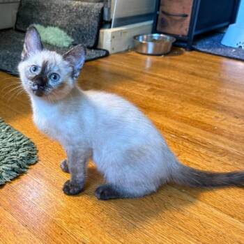 Siamese and Domestic Short Hair Cats Available for Adoption in Plainfield, Illinois - Kokomo | PetCurious