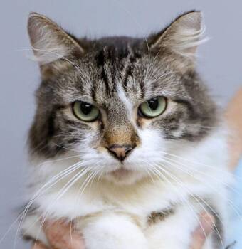 Michael (AO37473) -  Domestic Medium Hair Cat for Adoption in Kansas City, Kansas - Michael (AO37473) | PetCurious
