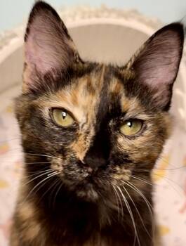 Tiffany - Sweet and affectionate -  Domestic Medium Hair Cat for Adoption in Muskego, Wisconsin - Tiffany - Sweet And Affectionate | PetCurious