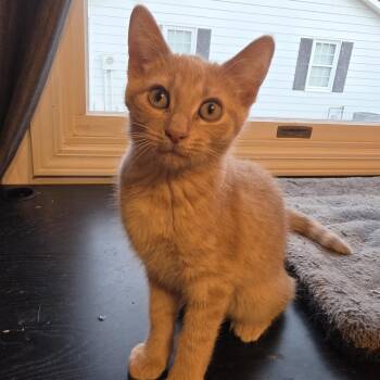 Risotto -  Domestic Short Hair Cat for Adoption in Portage, Michigan - Risotto | PetCurious