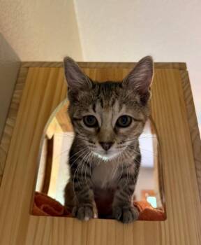 Ida Belle -  Domestic Short Hair Cat for Adoption in Fort Collins, Colorado - Ida Belle | PetCurious