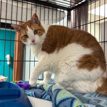 Scootie Boy -  Domestic Short Hair Cat for Adoption in Davenport, Iowa - Scootie Boy | PetCurious