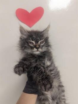 Domestic Medium Hair Cats Available for Adoption in Ontario, California - BINGO | PetCurious