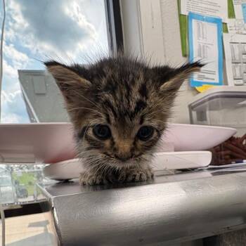 Heather -  Domestic Short Hair Cat for Adoption in Columbiana, Alabama - Heather | PetCurious