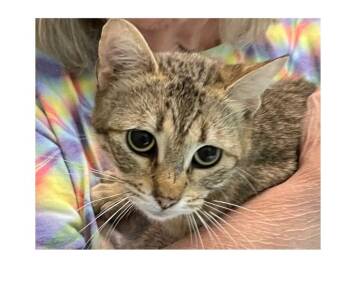 Rescue Domestic Short Hair Cats for Adoption in New Bern, North Carolina - STEPHANIE Cat | PetCurious