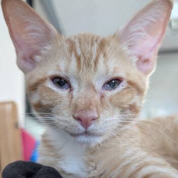 Rescue Domestic Short Hair Cats for Adoption in Los Angeles, California - Wakko | PetCurious