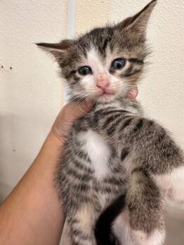 Truffle -  Domestic Short Hair Cat for Adoption in Plymouth, Connecticut - Truffle | PetCurious