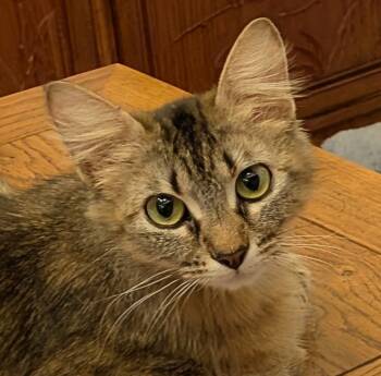 Rescue Domestic Long Hair Cats for Adoption in The Woodlands, Texas - Ilsa | PetCurious