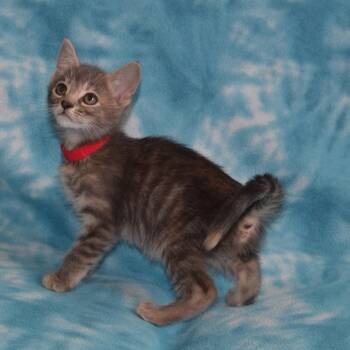 Shimmer -  Domestic Short Hair Cat for Adoption in Eureka, California - Shimmer | PetCurious