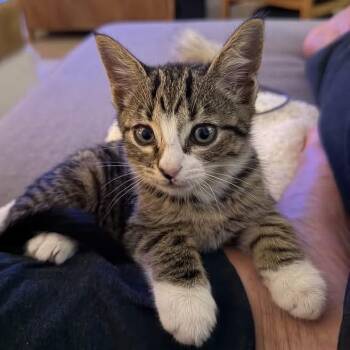 Scrappy 2026-417 -  Domestic Short Hair Cat for Adoption in Winder, Georgia - Scrappy 2026-417 | PetCurious