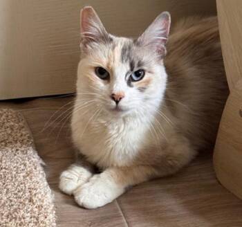 Ragdoll Cats Available for Adoption - Sophie | PetCurious