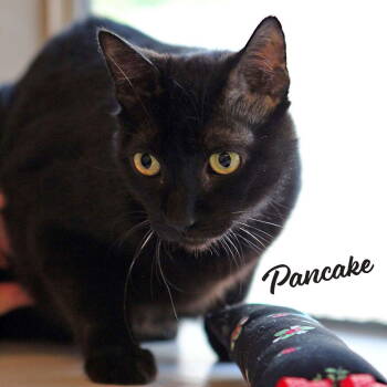 Rescue Bombay and Domestic Short Hair Cats for Adoption in Houston, Texas - Pancake #brother-of-Waffle | PetCurious