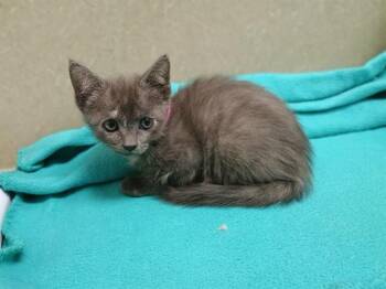 A553253 -  Domestic Short Hair Cat for Adoption in Moreno Valley, California - A553253 | PetCurious