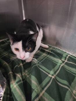 Squee -  Domestic Short Hair Cat for Adoption in Athens, Tennessee - Squee | PetCurious
