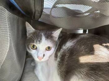 PEPPER -  Domestic Short Hair Cat for Adoption in Rancho Cucamonga, California - PEPPER | PetCurious