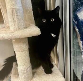 Domestic Medium Hair Cats Available for Adoption in San Diego, California - Noah | PetCurious
