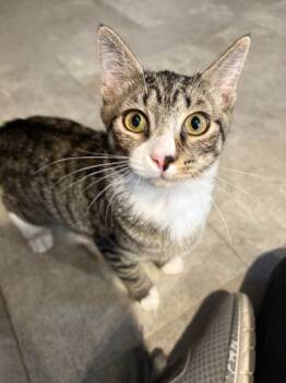 Rescue Domestic Short Hair Cats for Adoption in Millcreek, Utah - Damocles | PetCurious