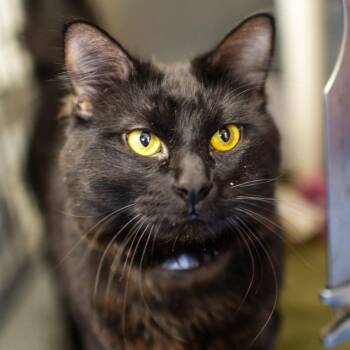 Domestic Short Hair Cats Available for Adoption in Dover, New Hampshire - Void | PetCurious