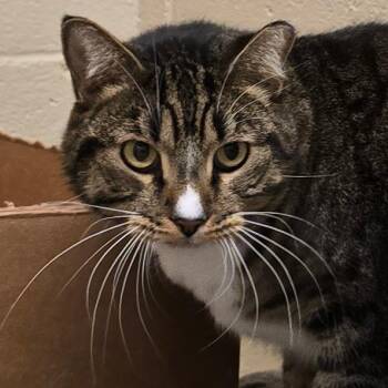 Domestic Short Hair Cats Available for Adoption in Wickenburg, Arizona - Guapo | PetCurious