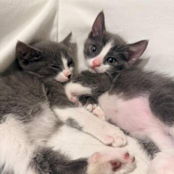 Domestic Short Hair Cats Available for Adoption in Tustin, California - Thumbalina | PetCurious