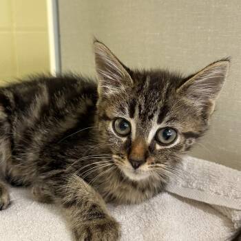 Parkview -  Domestic Short Hair Cat for Adoption in West Olive, Michigan - Parkview | PetCurious