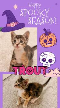 Trout -  Tabby and Calico Cat for Adoption in Pasco, Washington - Trout | PetCurious
