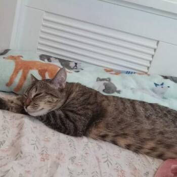 Rescue Domestic Short Hair Cats for Adoption in Los Angeles, California - Sofia | PetCurious