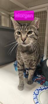 Rescue Domestic Short Hair Cats for Adoption in Zimmerman, Minnesota - Morgan | PetCurious