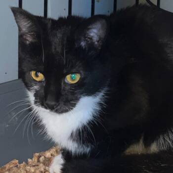 Domestic Short Hair Cats Available for Adoption - Domino | PetCurious