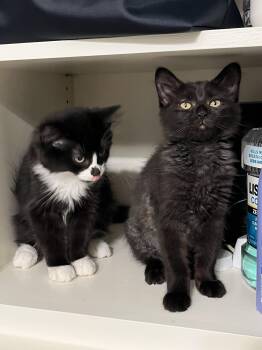 Kalakala and Tillikum -  Domestic Medium Hair Cat for Adoption in Seattle, Washington - Kalakala And Tillikum | PetCurious
